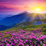 散文丨宋雪丽:阳明山杜鹃记