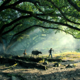 散文丨汤飞：家乡的树