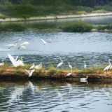 散文丨凌鹰:风雅