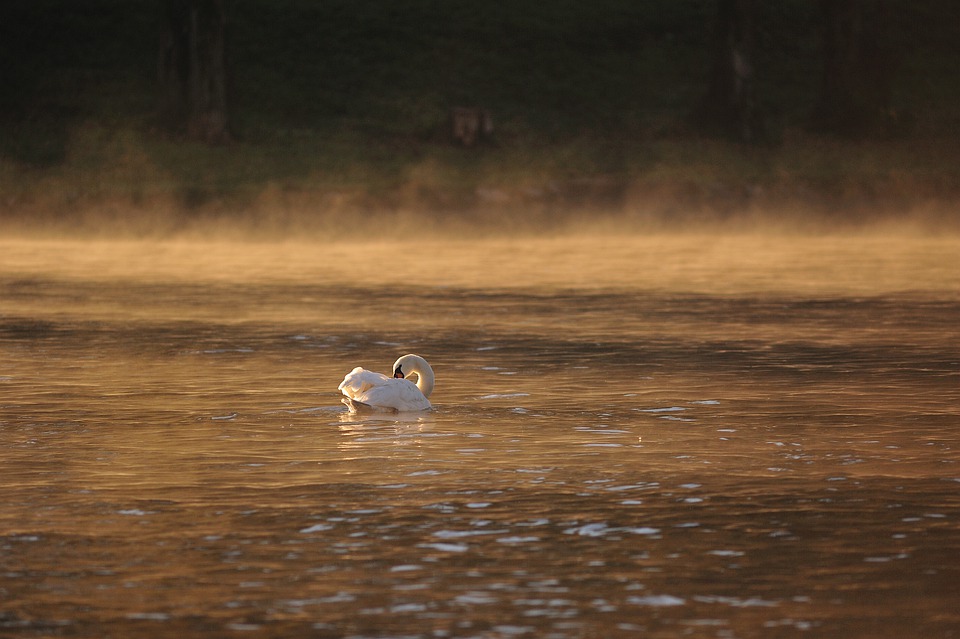 swan-5753508_960_720.jpg