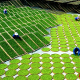 湖南三项制茶技艺列入人类非物质文化遗产代表作名录