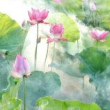 散文丨舒维秀：五甲寨里种荷花