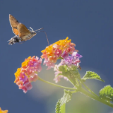 诗歌世界丨杨清茨:你从吴越来 带着我遗落的春风十里