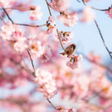 行吟诗刊丨王跃强：溪水解冻 潺潺地流响我的诗句