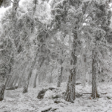 组图丨春山漫雪立苍茫——观南岳衡山雾凇