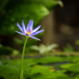 散文丨罗浩京：师恩难忘