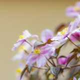 诗歌丨欧阳斌：有一种花叫乌托邦