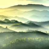 散文丨舒维秀：侗家黑油茶