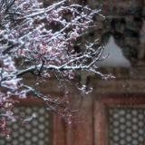 清明诗歌丨王山：雪依然在缤纷落下，如花瓣之雨