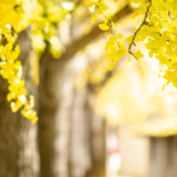 诗歌世界丨咏樱：秋风抽走一些，半黄的叶子顺便将日子截短