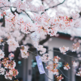 音乐丨郑国庆、浩远、刘洋真理:《来吧,同美丽一起飞》