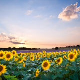 读毛泽东《送瘟神二首》感怀