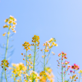 芙蓉·小说丨包倬：双蛇记