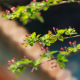 芙蓉·散文丨黛安：活着