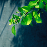芙蓉·诗歌丨紫凌儿：时光隐喻