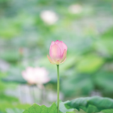 随笔丨倪南祝：初夏抒情