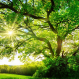 散文丨王乐怡：愿做一粒好种子