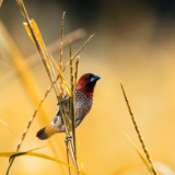 诗歌世界丨王迪:在异地,我随即也变成了一个被猜的谜语
