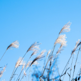 湘江文艺丨木公:风过之后(组诗)