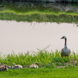 散文丨刘宗林：流过村前的那条小溪