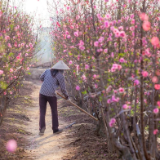 诗歌世界丨胡良秀：百合花开满母亲的云鬓，夕阳将背影深深地嵌进土地