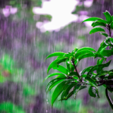 芙蓉·小说丨东君：山雨