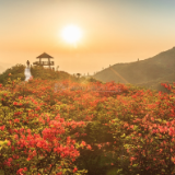 美文丨石川：大围山的杜鹃