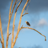 诗歌世界丨罗传赋：我的失眠是月光惹的祸