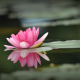 芙蓉·散文丨蒋蓝：影子之书