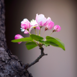 凝思杂记丨李学全:一花不开,不误春天