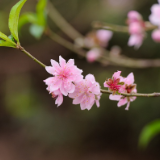 芙蓉·小说丨南翔：我的三月