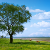 诗歌世界丨李祖新:木棉树打了一个响指,手舞足蹈在枝桠上