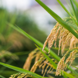 散文丨石绍河:燕子啄泥绕二坊