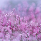 随笔丨王鹏：惦记，是一朵花开的芬芳