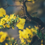 湘江文艺丨萧萧:脸谱(外二首)