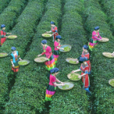 诗朗诵丨王鹏：请把张家界的风情带走（朗诵：魏哲浩 YOYO）