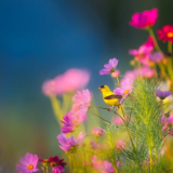 诗歌时刻丨邹进：鸟鸣循环播放，我与浪花相谈甚欢