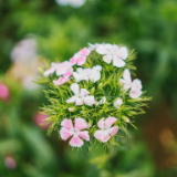 诗歌世界丨萧逸帆：狂风早已无法撼动，人人安居的时代