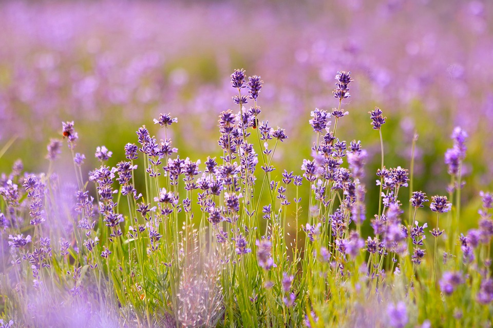 lavenders-6482952_960_720.jpg