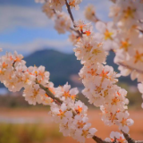 诗歌时刻丨采薇：你叹老眼昏花，但还爱这春光和杏花