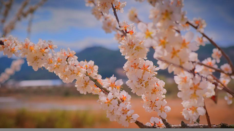 apricot-blossom-5378567_960_720.jpg