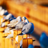 诗歌世界丨李国英:低吟浅唱(组诗)