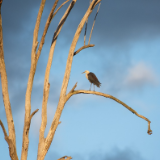 诗歌时刻丨李成恩 :枝头鸟在打盹,等待枯枝弹起的那一刻