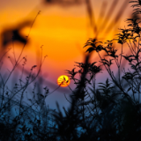 诗歌世界丨英曼斯:今夜的安静对我分文不取