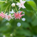 湘江文艺丨杨波：花事