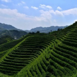 诗歌时刻丨刘丙坤:乡村振兴,凝望一个时代的四种角度