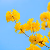 诗歌丨欧阳斌:秋山辞