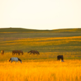 诗歌时刻丨北塔:大地的伤口,是永不消停的古战场