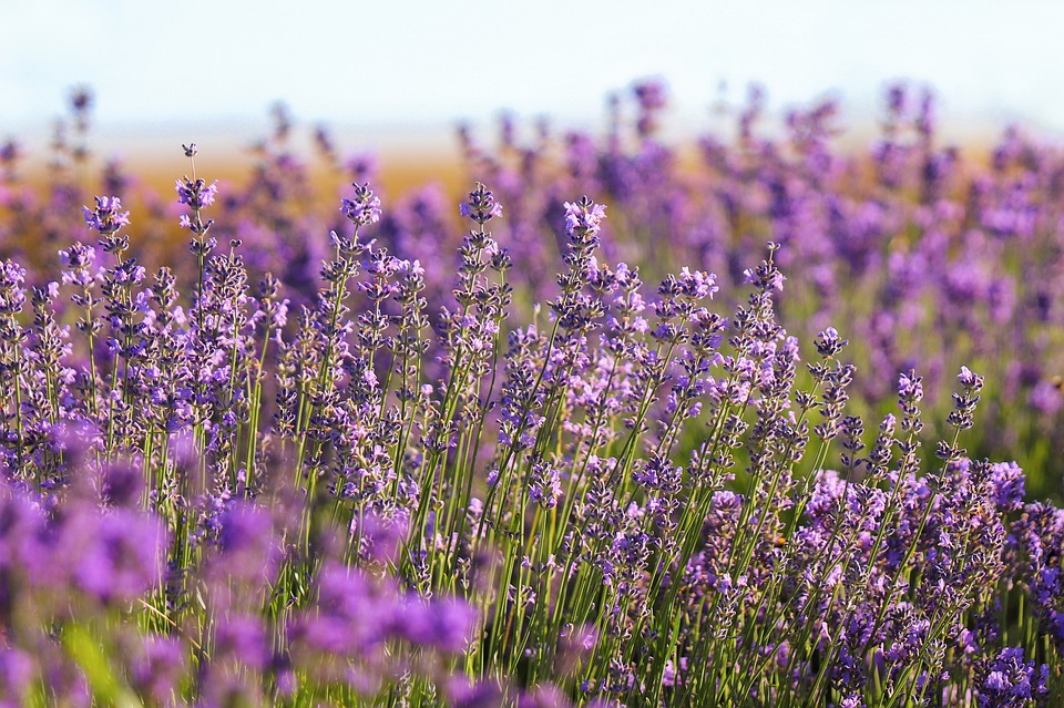 lavender-7304564_960_720.jpg