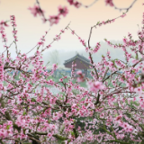 文学评论丨张文刚：桃花源诗群的生态化抒写